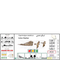 گونه شبگرد هندی Indian Nightjar